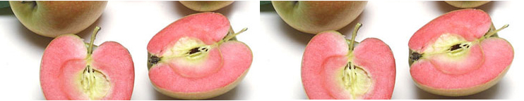 rose apple double