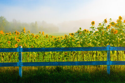 Sunflowers along a white post and rail fence on a foggy morning, Stowe Vermont, USA