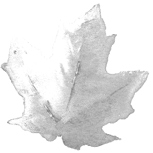 White Maple