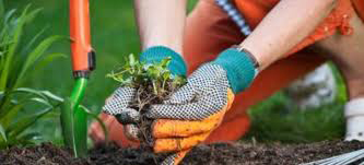 gardening